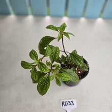 Load image into Gallery viewer, #RD33 Sonerila Maculata - Green Less Spotty Form