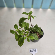 Load image into Gallery viewer, #RD33 Sonerila Maculata - Green Less Spotty Form