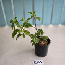 Load image into Gallery viewer, #RD33 Sonerila Maculata - Green Less Spotty Form