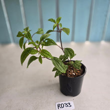 Load image into Gallery viewer, #RD33 Sonerila Maculata - Green Less Spotty Form
