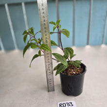 Load image into Gallery viewer, #RD33 Sonerila Maculata - Green Less Spotty Form