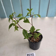 Load image into Gallery viewer, #RD33 Sonerila Maculata - Green Less Spotty Form