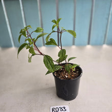 Load image into Gallery viewer, #RD33 Sonerila Maculata - Green Less Spotty Form