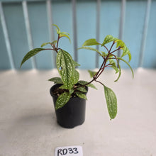 Load image into Gallery viewer, #RD33 Sonerila Maculata - Green Less Spotty Form