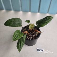 Load image into Gallery viewer, #D228 Anthurium Radicans