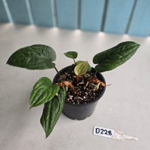 Load image into Gallery viewer, #D228 Anthurium Radicans