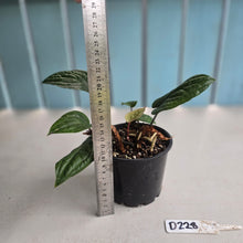 Load image into Gallery viewer, #D228 Anthurium Radicans