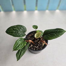 Load image into Gallery viewer, #D228 Anthurium Radicans