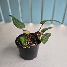 Load image into Gallery viewer, #D228 Anthurium Radicans
