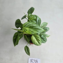 Load image into Gallery viewer, #R38 Two x Headed Philodendron Sodiroi