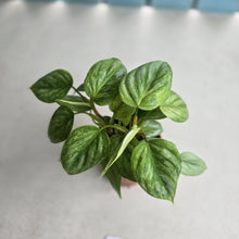 Load image into Gallery viewer, #R38 Two x Headed Philodendron Sodiroi