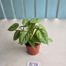 Load image into Gallery viewer, #R38 Two x Headed Philodendron Sodiroi