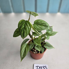 Load image into Gallery viewer, #D933 Two x Headed Philodendron Sodiroi