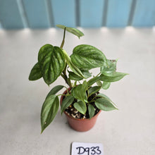 Load image into Gallery viewer, #D933 Two x Headed Philodendron Sodiroi