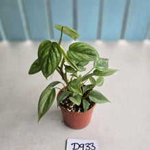 Load image into Gallery viewer, #D933 Two x Headed Philodendron Sodiroi