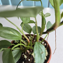 Load image into Gallery viewer, #D933 Two x Headed Philodendron Sodiroi