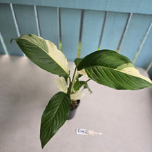 Load image into Gallery viewer, #R482 Spathiphyllum Picasso