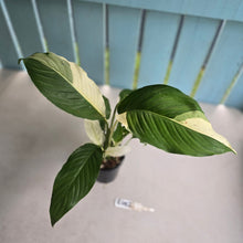 Load image into Gallery viewer, #R482 Spathiphyllum Picasso