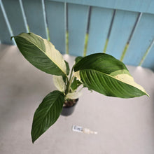 Load image into Gallery viewer, #R482 Spathiphyllum Picasso
