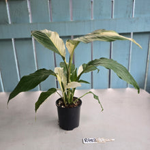 Load image into Gallery viewer, #R482 Spathiphyllum Picasso
