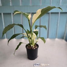 Load image into Gallery viewer, #R482 Spathiphyllum Picasso