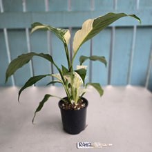 Load image into Gallery viewer, #R482 Spathiphyllum Picasso