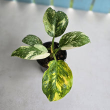 Load image into Gallery viewer, #R323 Variegated Philodendron Green Congo