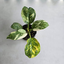 Load image into Gallery viewer, #R323 Variegated Philodendron Green Congo
