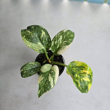Load image into Gallery viewer, #R323 Variegated Philodendron Green Congo