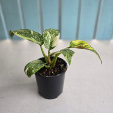 Load image into Gallery viewer, #R323 Variegated Philodendron Green Congo