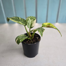 Load image into Gallery viewer, #R323 Variegated Philodendron Green Congo