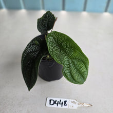 Load image into Gallery viewer, #D448 Piper Parmatum