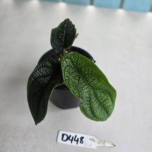 Load image into Gallery viewer, #D448 Piper Parmatum