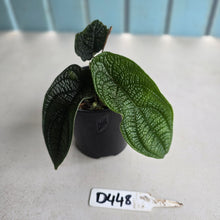 Load image into Gallery viewer, #D448 Piper Parmatum