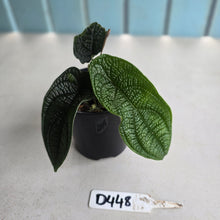 Load image into Gallery viewer, #D448 Piper Parmatum