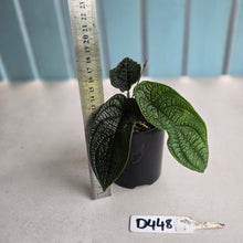 Load image into Gallery viewer, #D448 Piper Parmatum