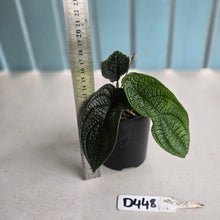 Load image into Gallery viewer, #D448 Piper Parmatum