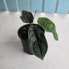 Load image into Gallery viewer, #D448 Piper Parmatum