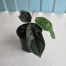 Load image into Gallery viewer, #D448 Piper Parmatum