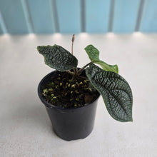 Load image into Gallery viewer, #D448 Piper Parmatum