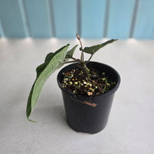 Load image into Gallery viewer, #D448 Piper Parmatum