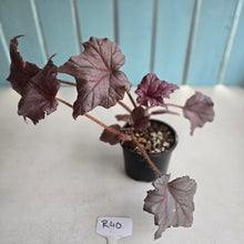 Load image into Gallery viewer, #R40 Begonia Burgundy Sunrise