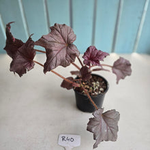 Load image into Gallery viewer, #R40 Begonia Burgundy Sunrise