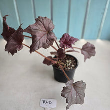 Load image into Gallery viewer, #R40 Begonia Burgundy Sunrise