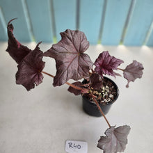 Load image into Gallery viewer, #R40 Begonia Burgundy Sunrise