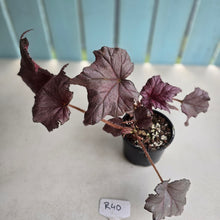 Load image into Gallery viewer, #R40 Begonia Burgundy Sunrise