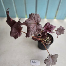 Load image into Gallery viewer, #R40 Begonia Burgundy Sunrise