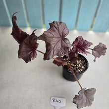 Load image into Gallery viewer, #R40 Begonia Burgundy Sunrise