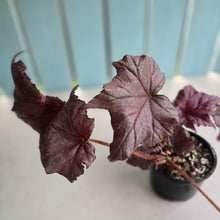 Load image into Gallery viewer, #R40 Begonia Burgundy Sunrise