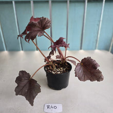 Load image into Gallery viewer, #R40 Begonia Burgundy Sunrise